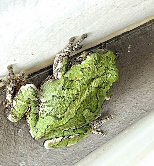 Found thid little guy under some siding on my deck by Chris Artist.