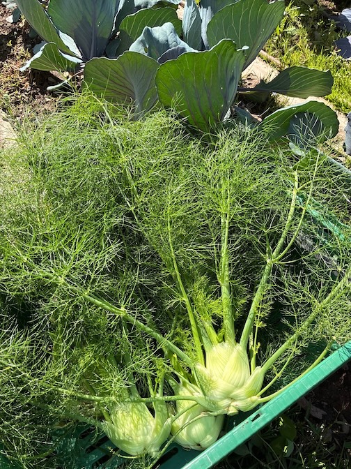 Fresh fennel, good Nature Farm by Elizabeth.