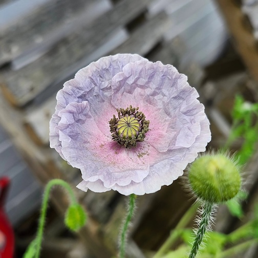 A favorite poppy by Staci Drouillard.