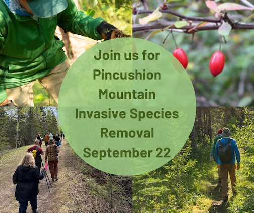 An Invasive Species Removal Day will be held on Tuesday at Pincushion Mountain.