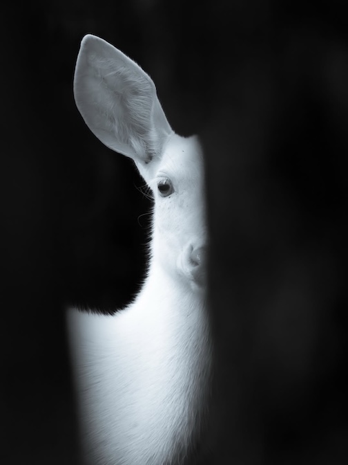 Juneberry stares at me through a gap between two trees by B enjamn Olson
