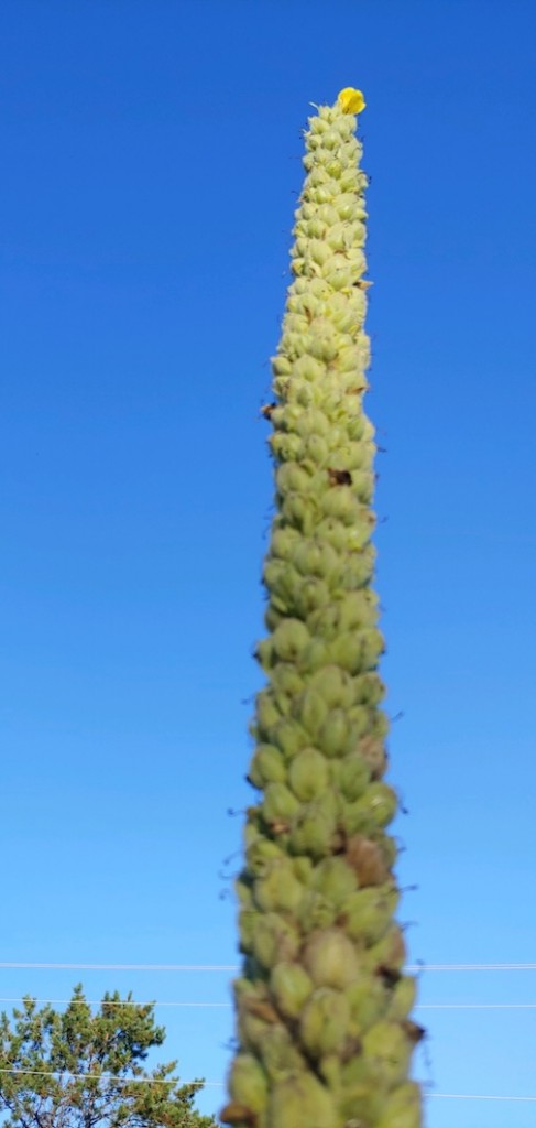 Last flower at the top of a Mullin by Jeremy Lopez.