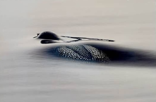 Loon, photo in the Fine Arts Gallery at the state fair by Gary Jacobson.