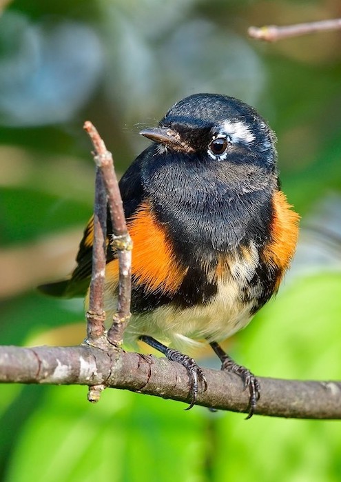 Male American Redstart by Bill Marcel.