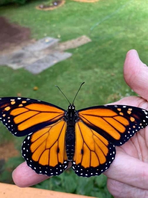 Male Monarch, two dots at the bottom of the wings, by Debby Ortman.