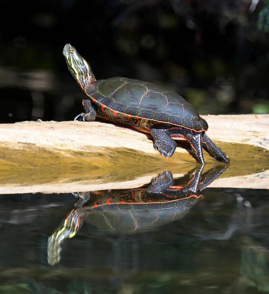 North American Painted Turtle by Richard Armsgtrong.