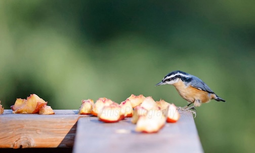 Nuthatch by Chris Artist.