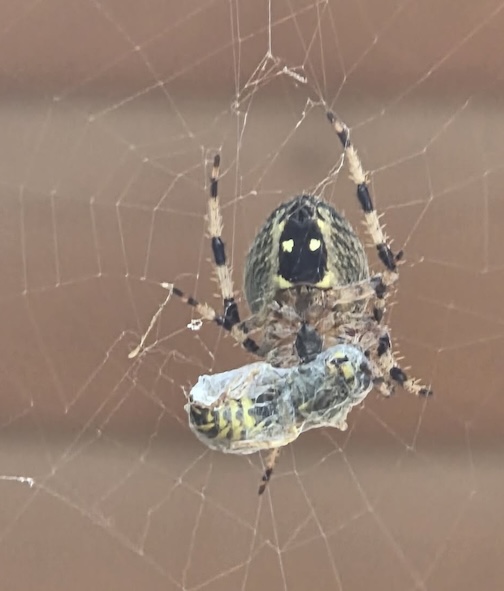 Orb weaver spider havng a snack by Jodi Ann Larson-Dixon.