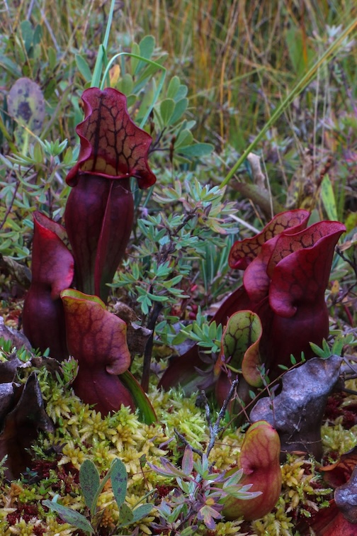 Pitcher plants by GaryArands.