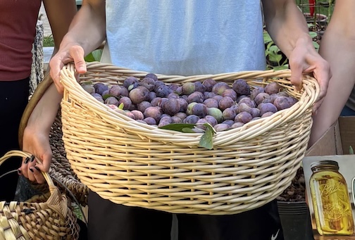 Plum Harvest by Debby Ortman.