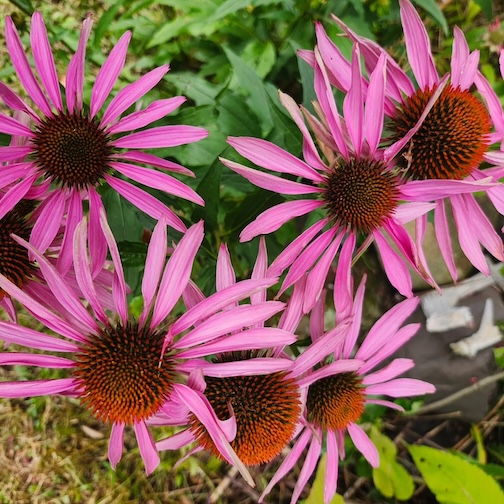 Coneflowers are blooming by Staci Drouillard.