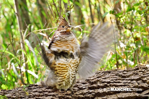 Ruffed Grouse drum in the fall, too, by Bill Marcel.