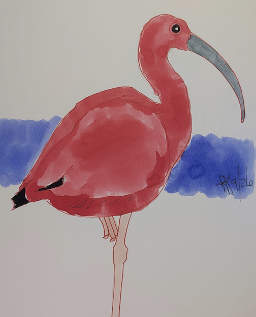 Scarlett Ibis, ink on watercolor paper by Ralph Keating.