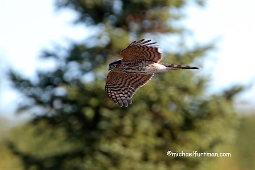 Sharp-shinned hawk. by Michael Furtman.