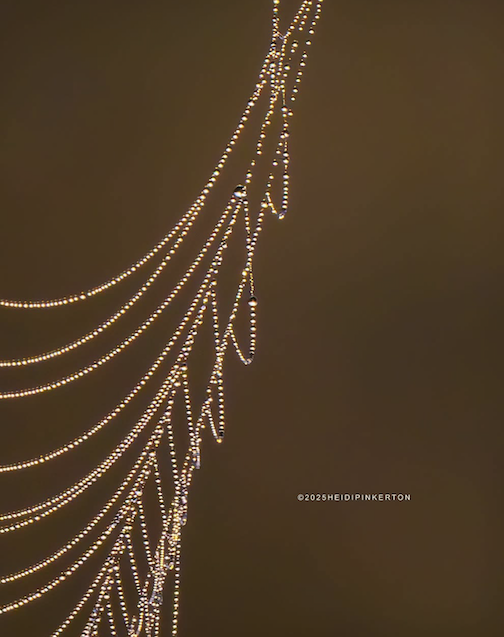 Spider webs were everywhere by Heidi Pinkerton.