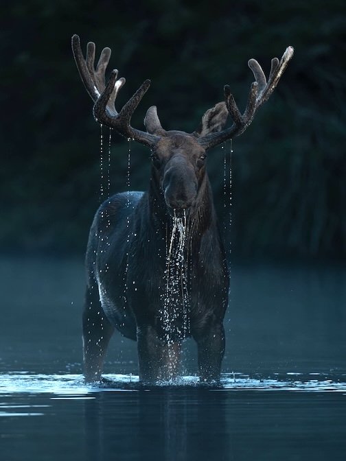 The King by Benjamin Olson.