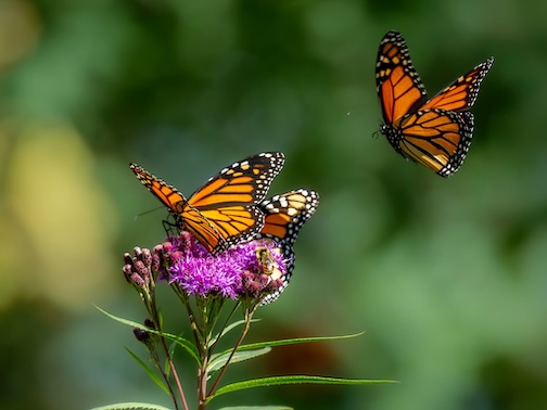 The advantages of planting a pollinator garden by Jill Lavro Beim.