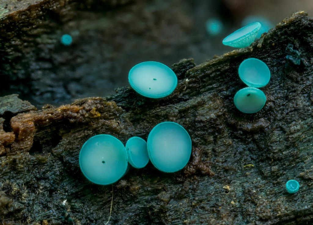 Tiny mushrooms, magnified 3 times by Jill Lavro Beim.