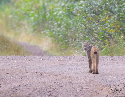When you are blessed to see a forest ghost by Sue Kee.