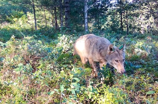 Wolves love blueberries, and a new study shows how they help spread them around Minnesota. Click here to learn more.