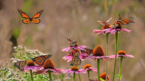 Yesterday, we still had lots of butterflies by Jill Lavro Beim.