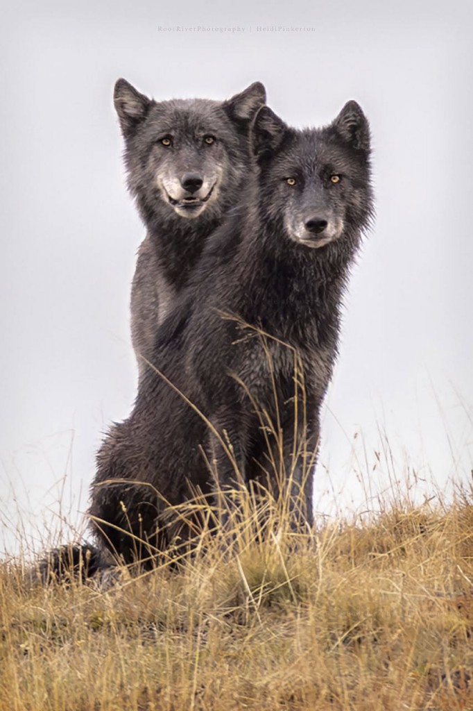 Young wolf buddies by Heidi Pinkerton.
