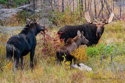 A family gathering? by Paul Sundberg.