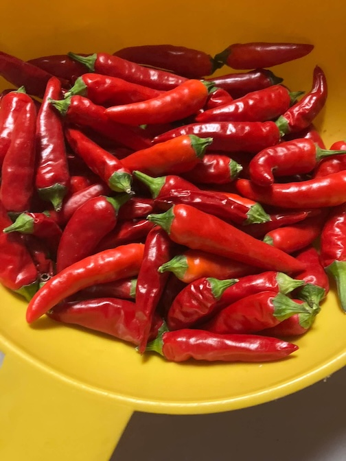 doing the salsa dance today by Deb Bennett.