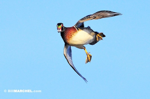 The acrobatic skills of a Wood Duck by Bill Marcel.