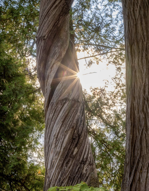Twisted! by Hayes Scriven.